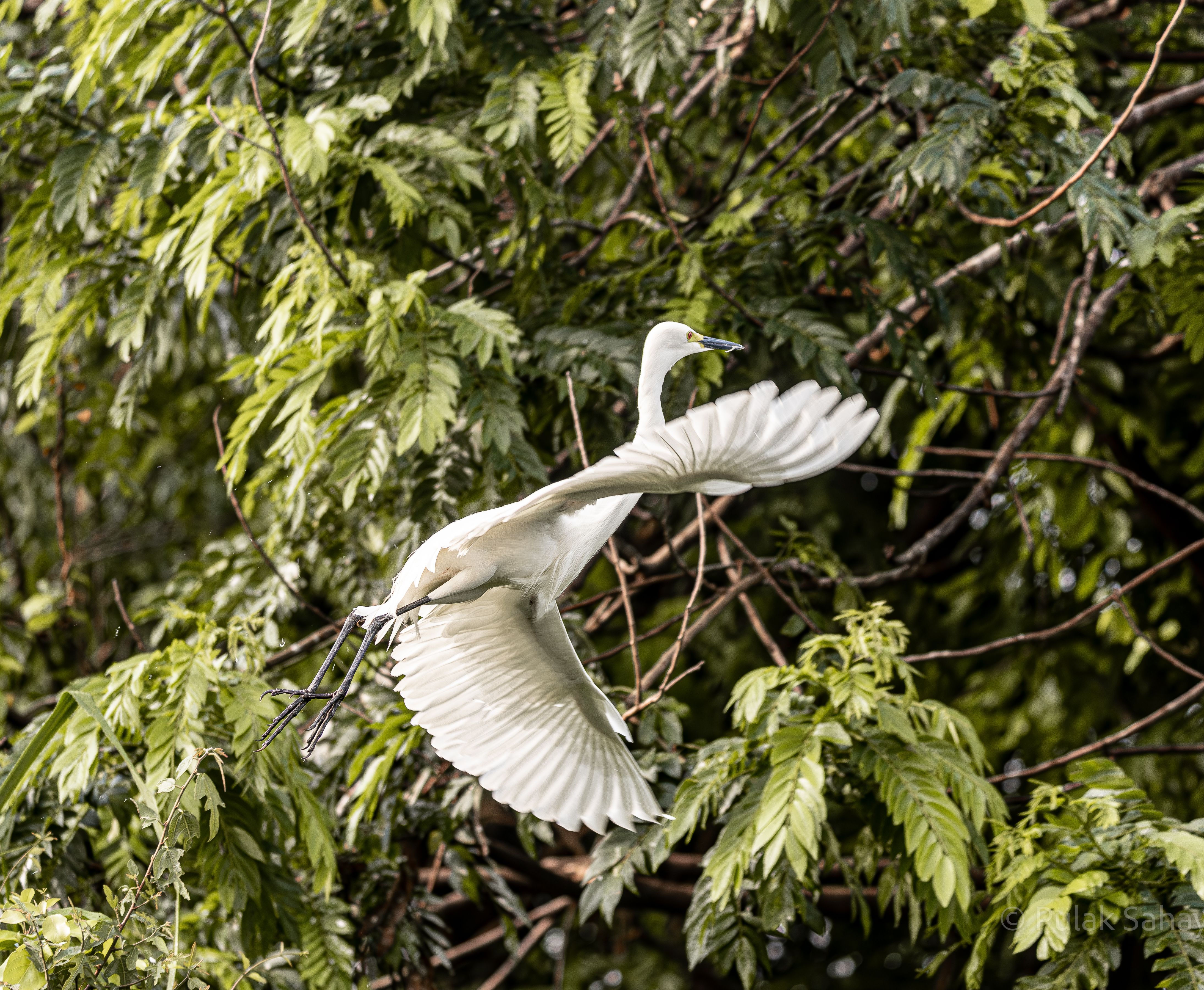 Egret Flying